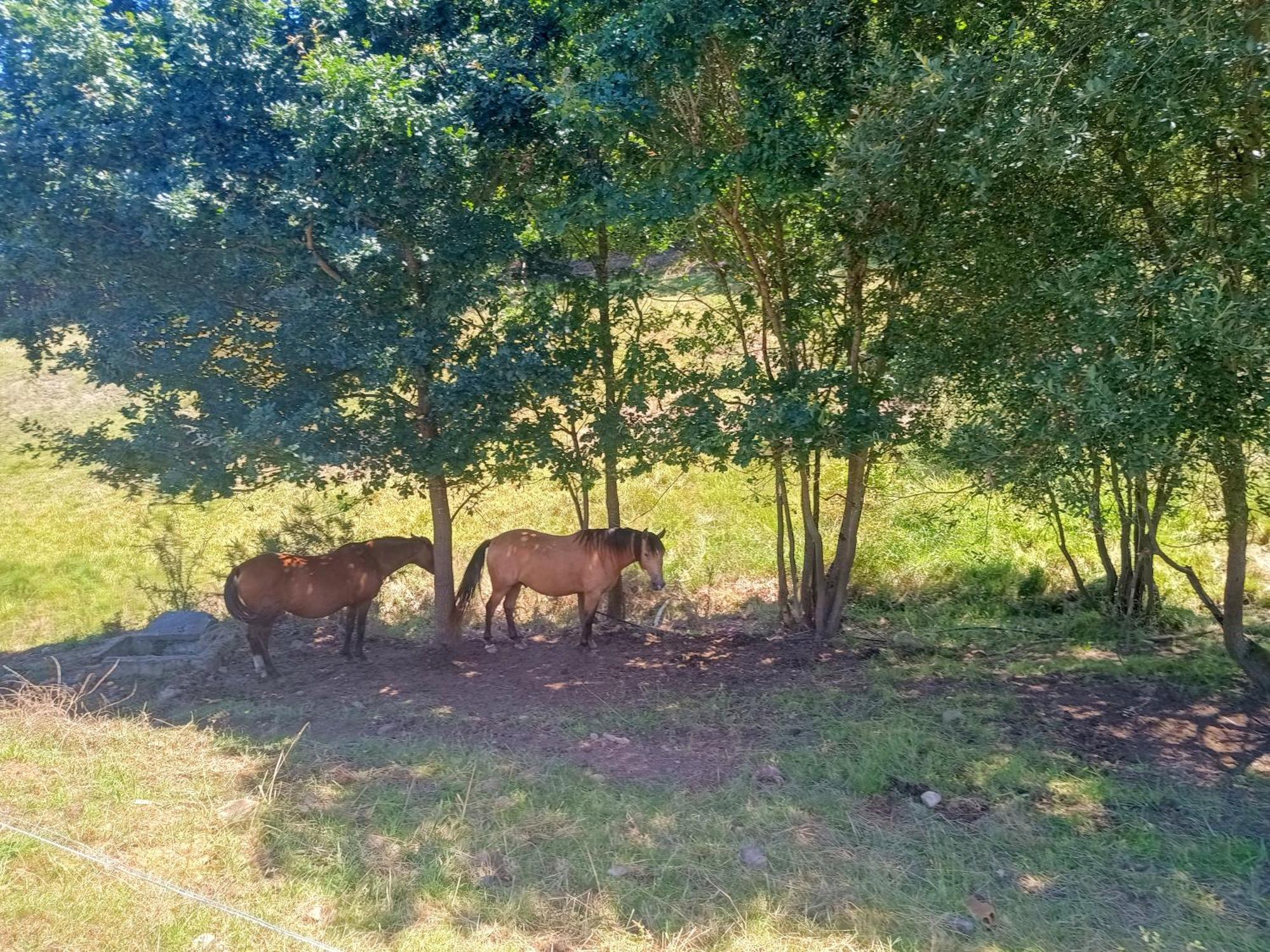 Casa Rural Tulia Grado Dış mekan fotoğraf